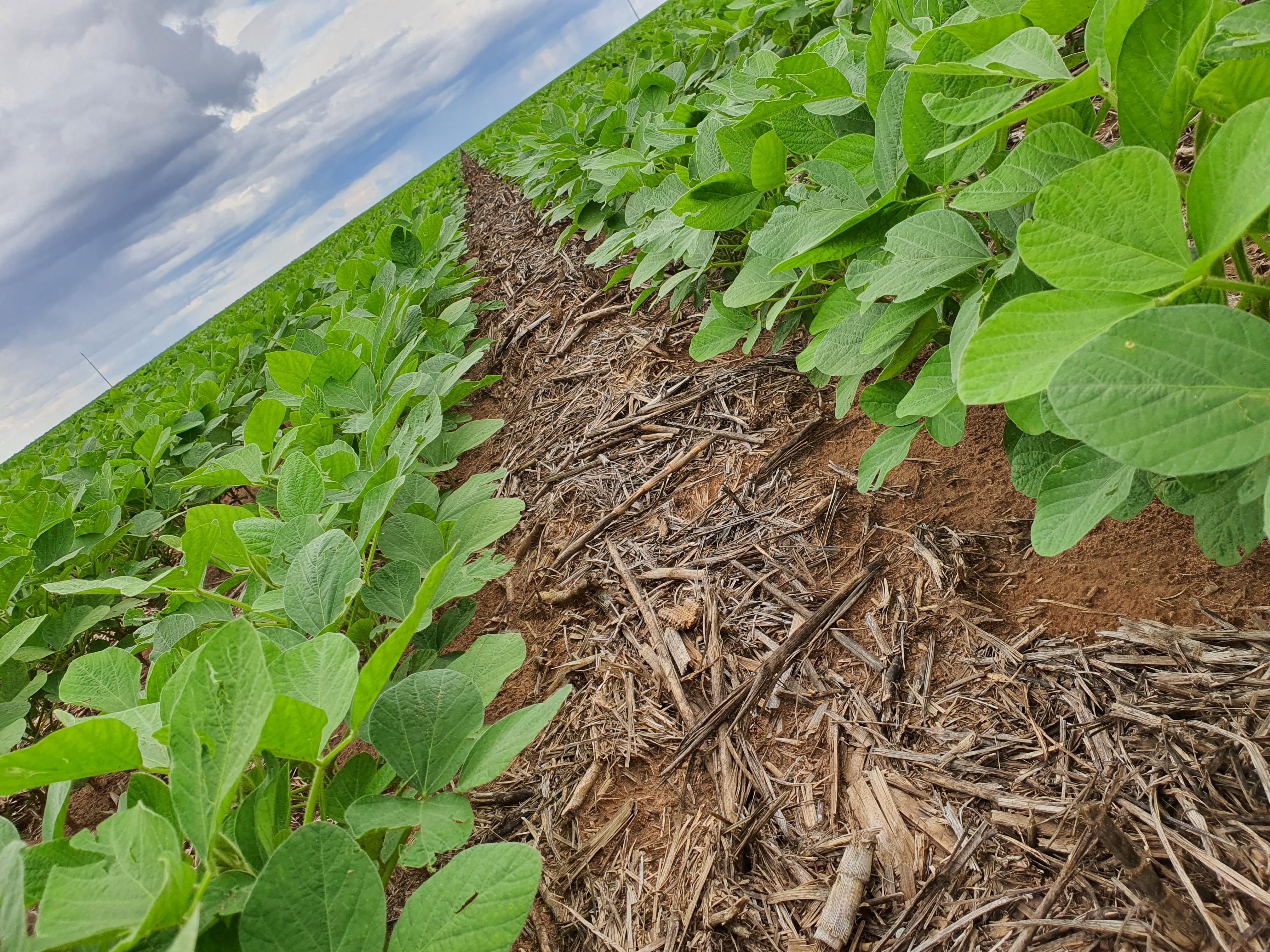 Planejamento Agronômico